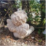 STATUA ANGIOLETTO PUTTINO - immagine 6